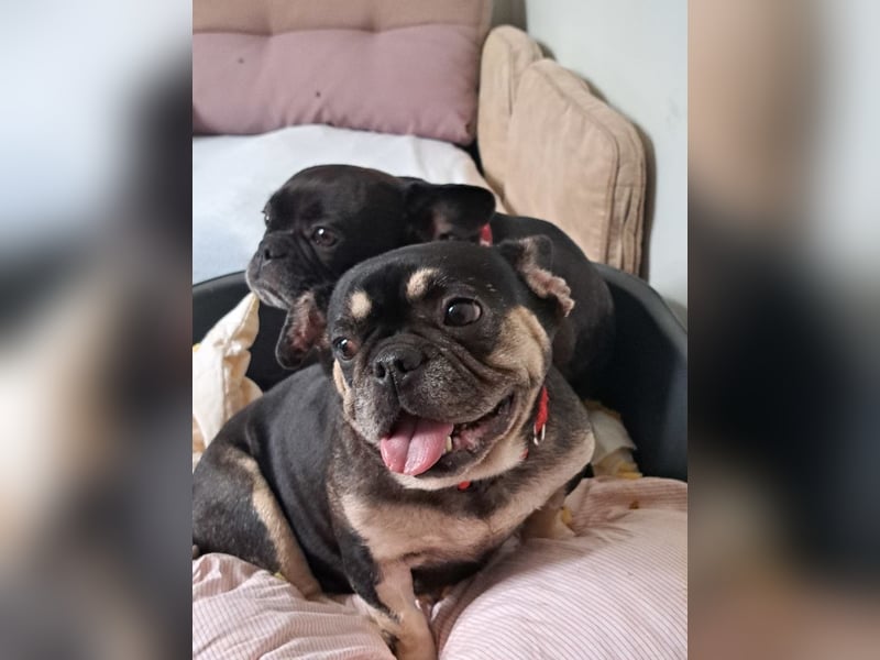 PETUNIA ist eine französische Bulldogge (Mischling)