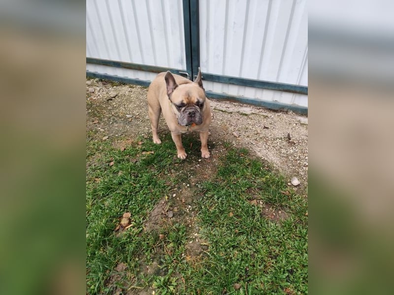 ARCI - das süße Männlein ist im Tierheim sehr traurig und wartet auf ein neues Zuhause