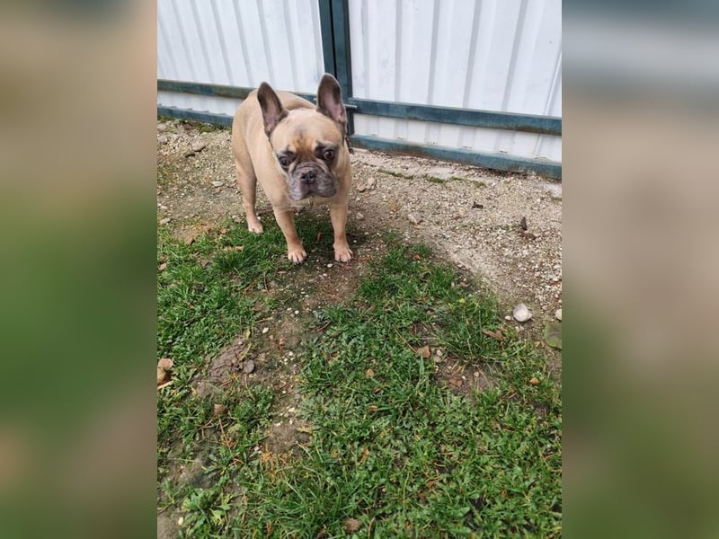 ARCI - das süße Männlein ist im Tierheim sehr traurig und wartet auf ein neues Zuhause