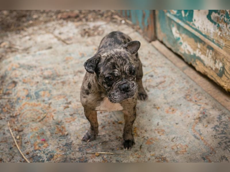 FRANKA - wer zeigt der süßen Maus wie schön ein Hundeleben sein kann?
