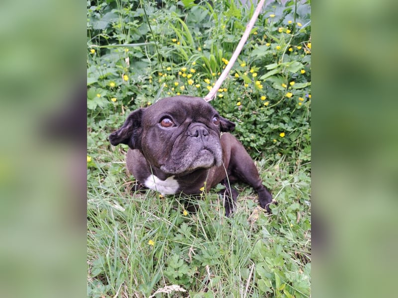 EBBY - eine französische Bulldogge