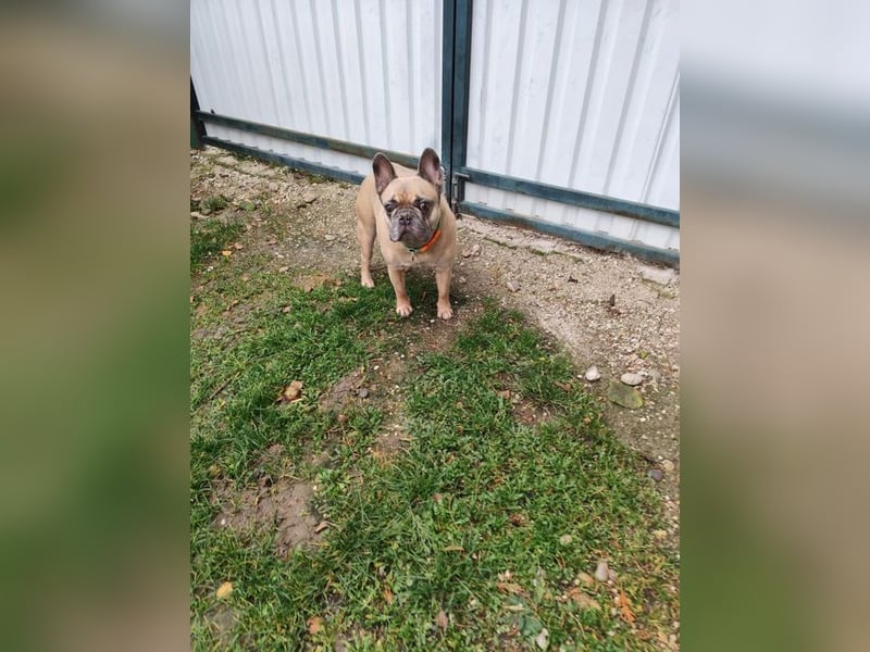 ARCI - das süße Männlein ist im Tierheim sehr traurig und wartet auf ein neues Zuhause