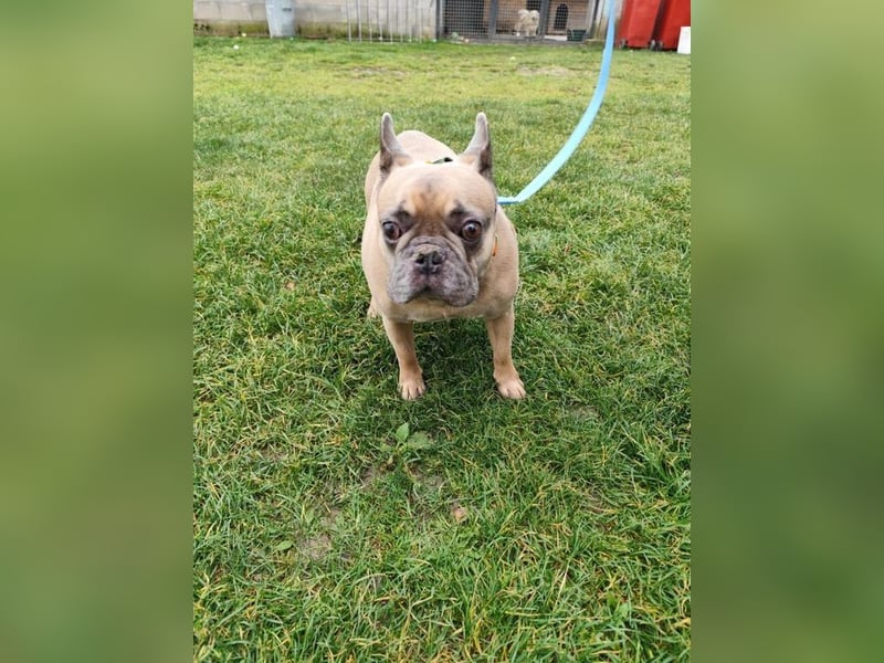 ARCI - das süße Männlein ist im Tierheim sehr traurig und wartet auf ein neues Zuhause