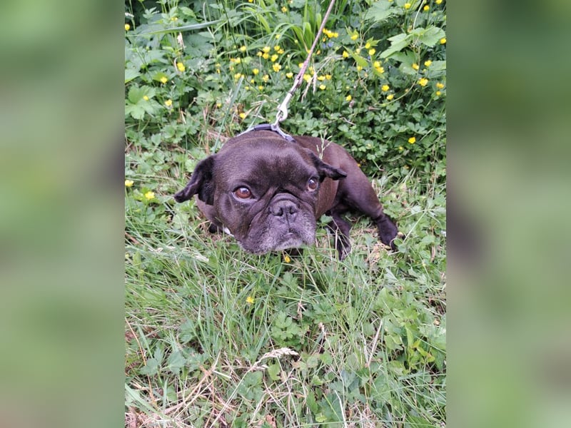 EBBY - eine französische Bulldogge