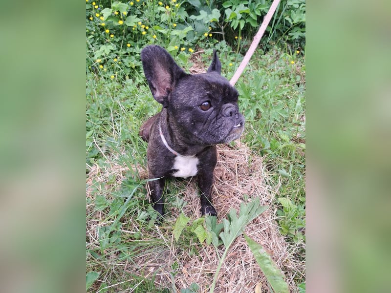 ZOE - ebenfalls eine französische Bulldogge