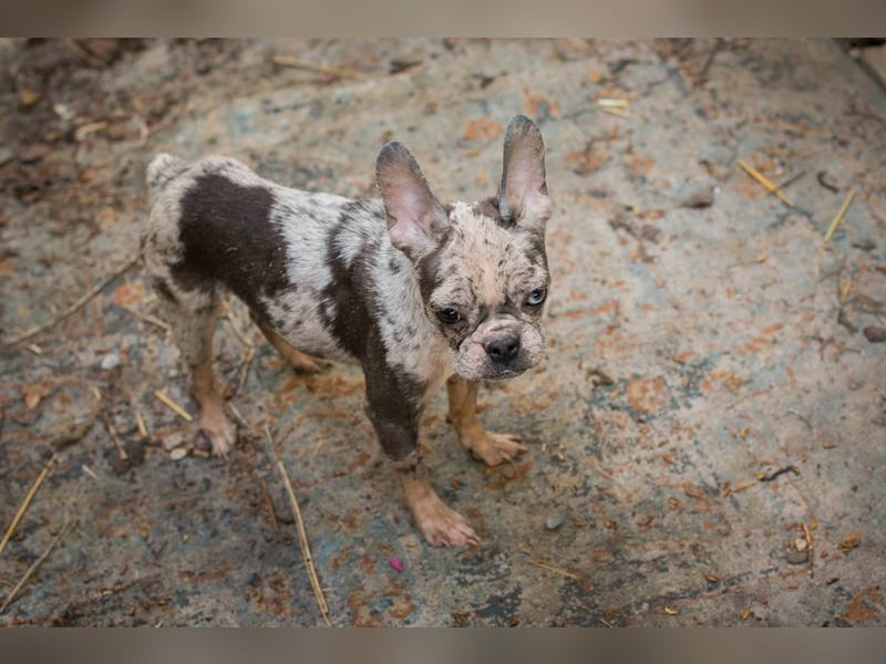 PAULINE - ich träume von einem Zuhause bei Menschen, die mich lieben!