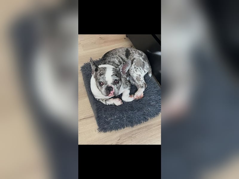 CLOE - die süße Maus sucht ein liebevolles Für-Immer Zuhause!