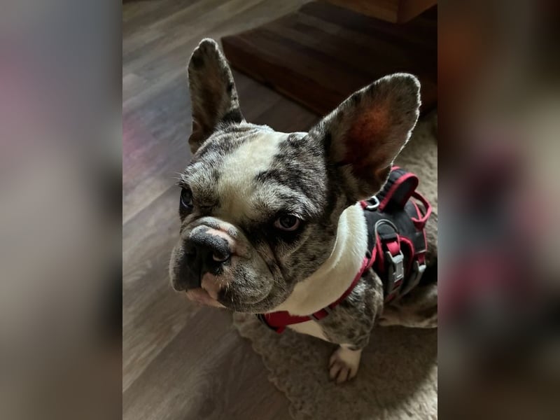CLOE - Blind?! Was soll´s! Ich hab ja meinen Menschen!
