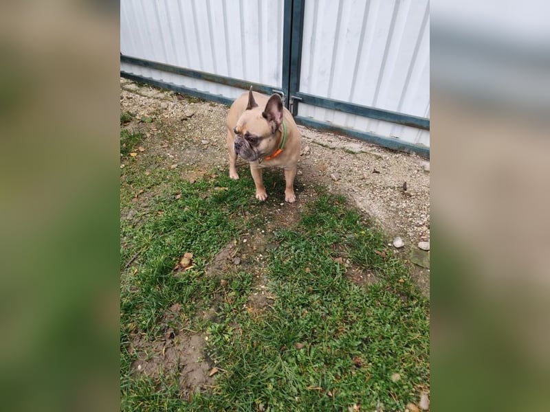 ARCI - das süße Männlein ist im Tierheim sehr traurig und wartet auf ein neues Zuhause