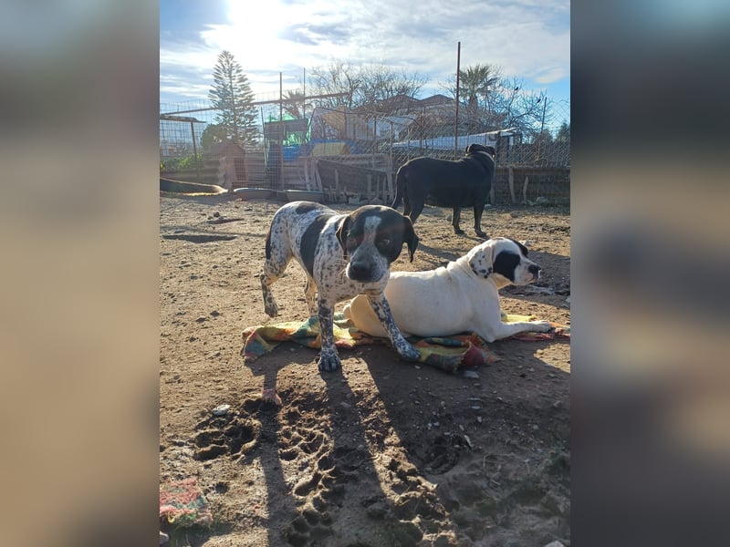 **EMMA**, Frenchie-Mix, ca 1,5 Jahre, weiblich kastriert