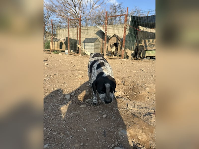 **EMMA**, Frenchie-Mix, ca 1,5 Jahre, weiblich kastriert