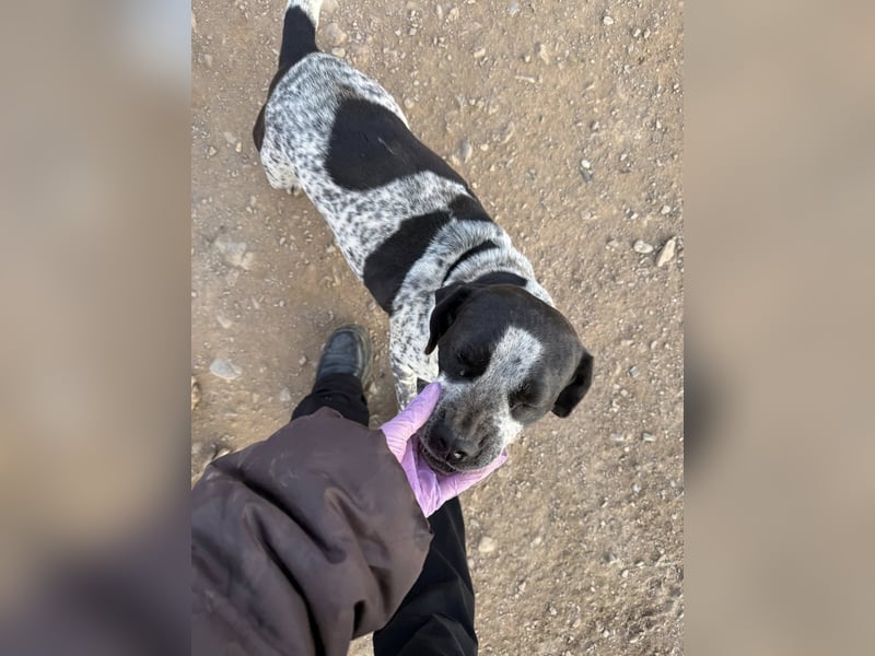 **EMMA**, Frenchie-Mix, ca 1,5 Jahre, weiblich kastriert