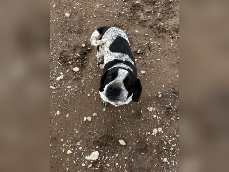 **EMMA**, Frenchie-Mix, ca 1,5 Jahre, weiblich kastriert