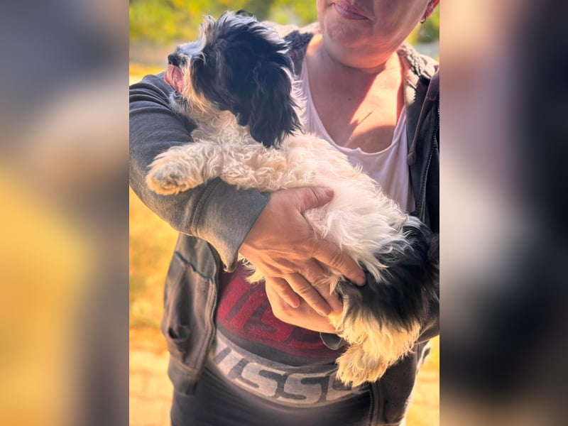 Maggy, verspieltes Französisch Bulldoggen Mix Welpenmädchen geb. 05/2026