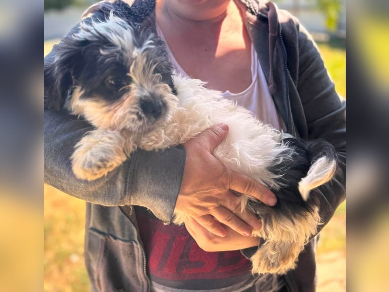 Maggy, verspieltes Französisch Bulldoggen Mix Welpenmädchen geb. 05/2026