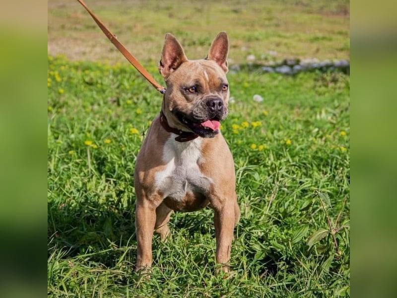 Gina, gut gelaunte French Bulldoggen MIx Hündin geb, 03/2022