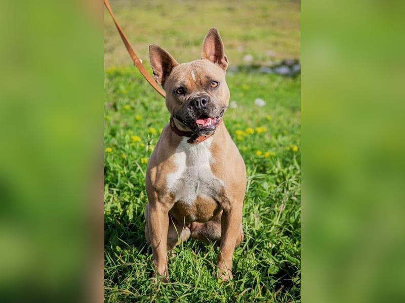 Gina, gut gelaunte French Bulldoggen MIx Hündin geb, 03/2022