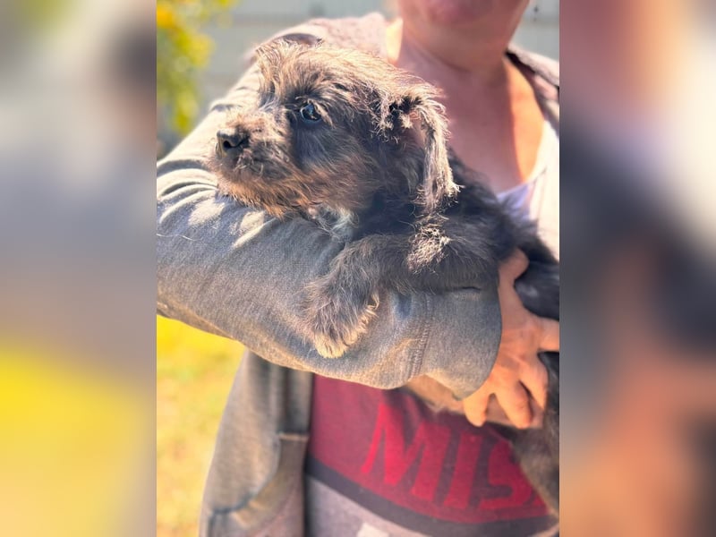 Mici, zuckersüßes Französich Bolldoggen Mix Welpenmädchen