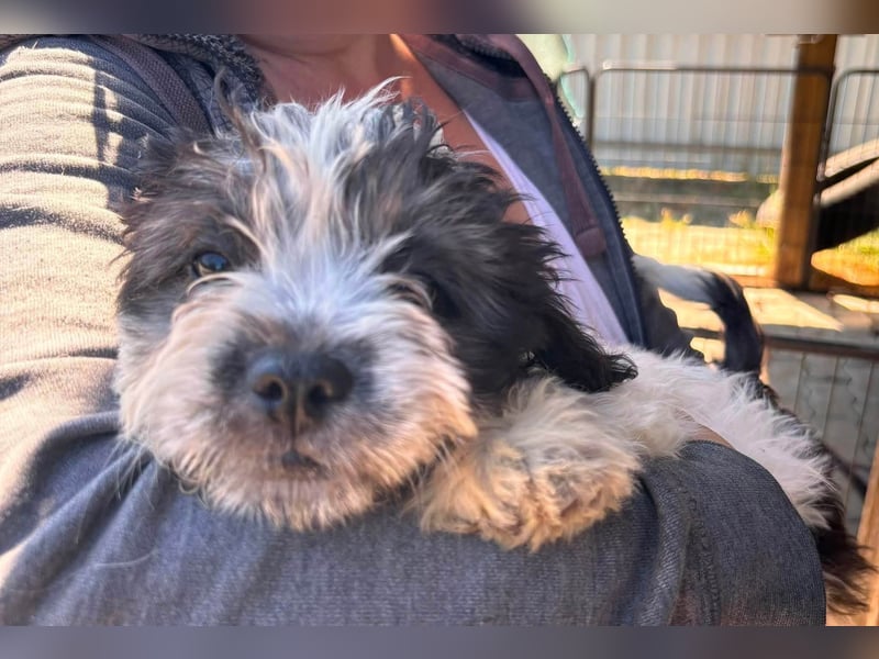 Maggy, verspieltes Französisch Bulldoggen Mix Welpenmädchen geb. 05/2026