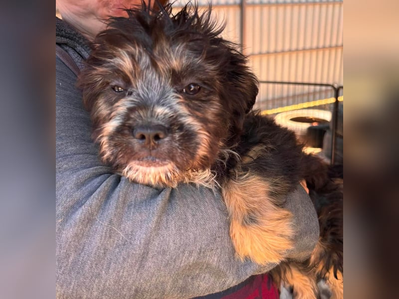 Mona, liebes Französisch Bulldoggen Mix Welpenmädchen geb. 05/2026