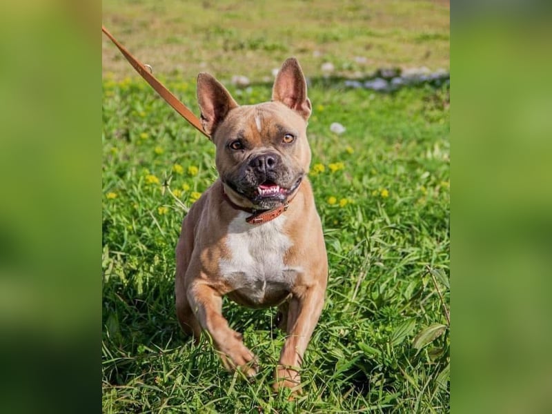 Gina, gut gelaunte French Bulldoggen MIx Hündin geb, 03/2022