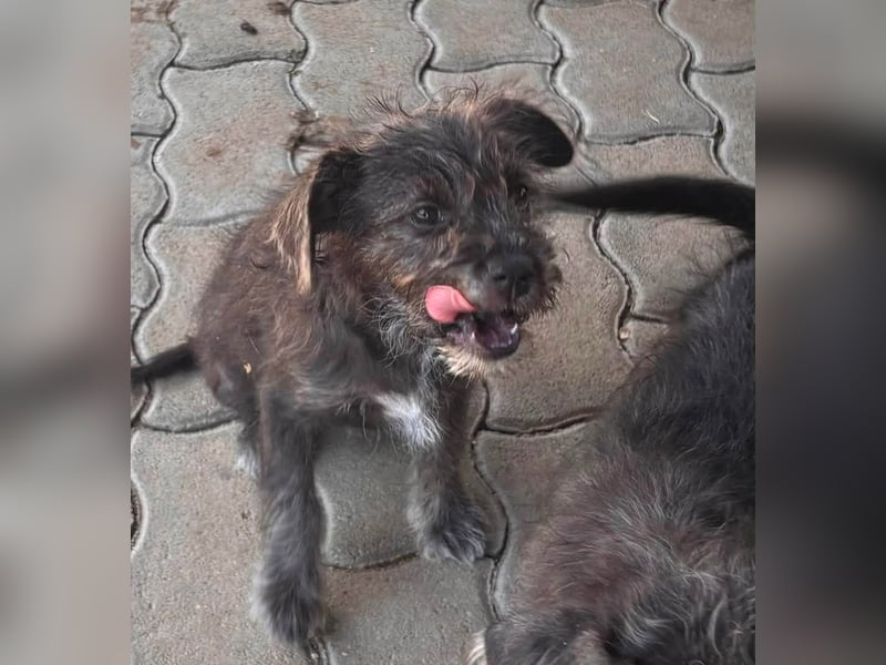Mici, zuckersüßes Französich Bolldoggen Mix Welpenmädchen