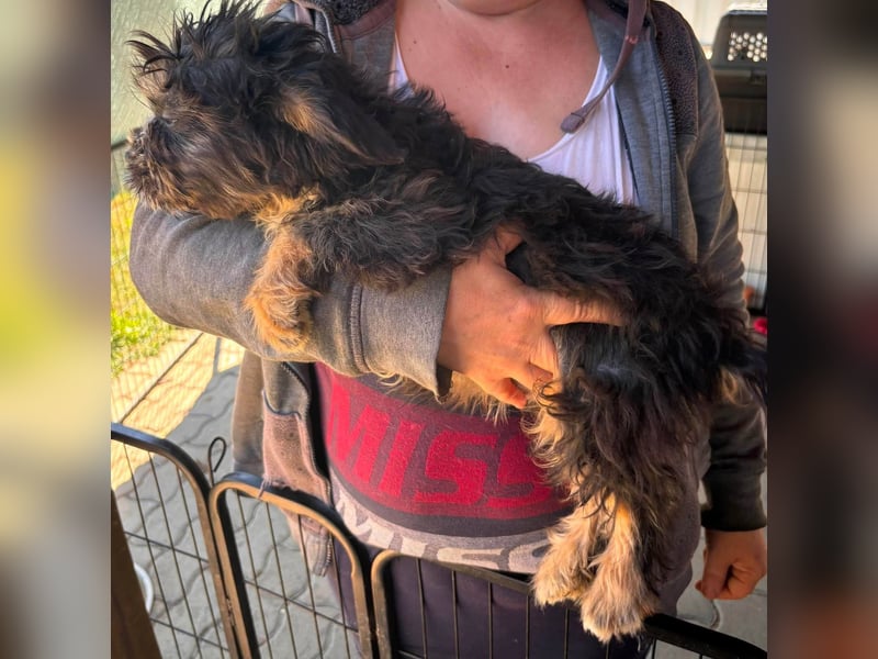 Mona, liebes Französisch Bulldoggen Mix Welpenmädchen geb. 05/2026
