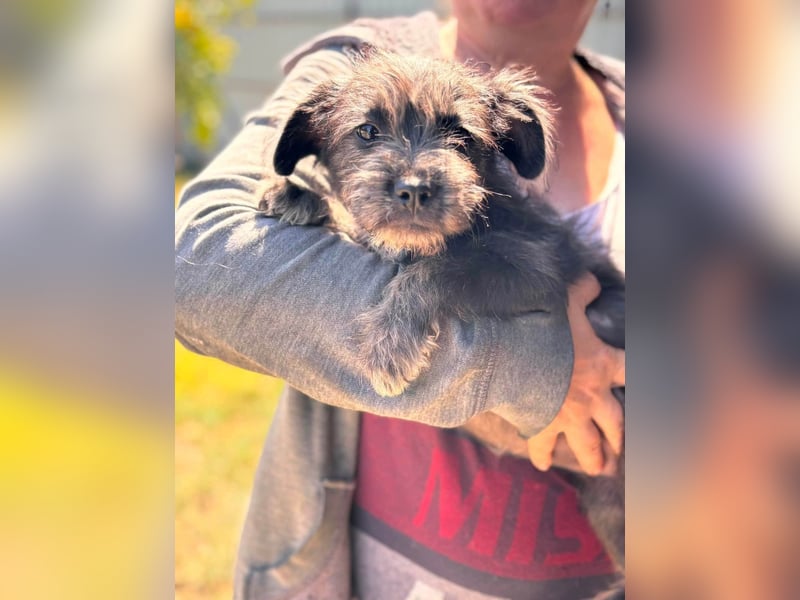 Mici, zuckersüßes Französich Bolldoggen Mix Welpenmädchen