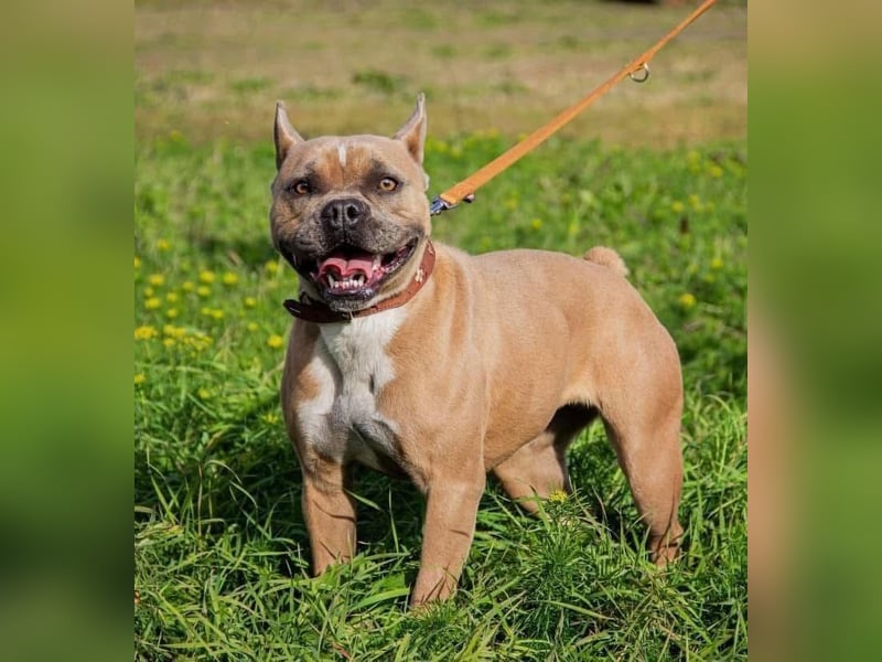 Gina, gut gelaunte French Bulldoggen MIx Hündin geb, 03/2022