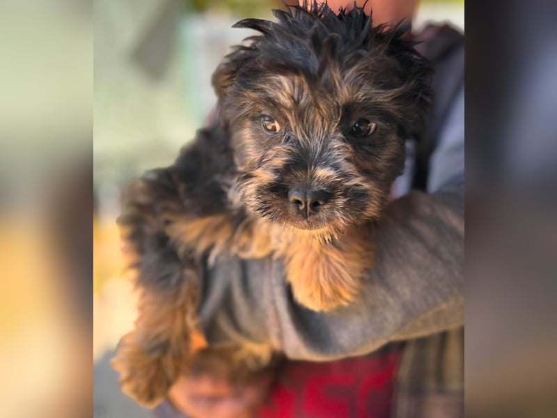 Mona, liebes Französisch Bulldoggen Mix Welpenmädchen geb. 05/2026