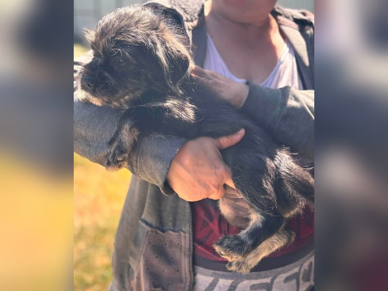 Mary, fröhliches Französisch Bulldoggen Mix Mädchen geb. 05/2026