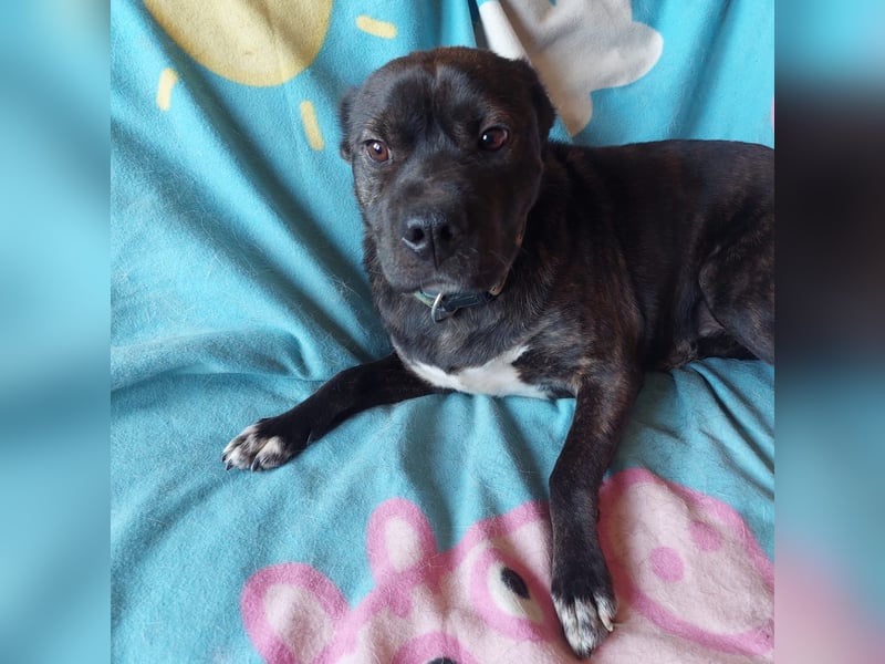 Donát liebenwerter und verschmuster  Französicher Bulldoggen Mix