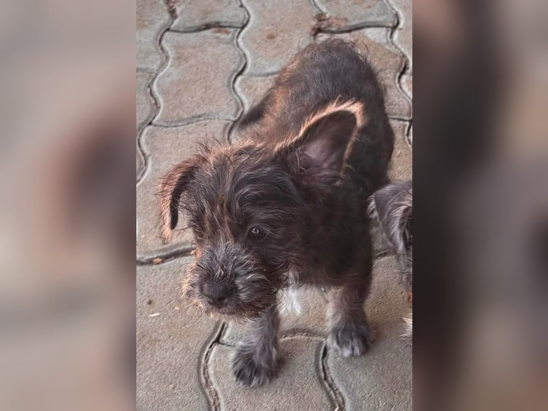 Mici, zuckersüßes Französich Bolldoggen Mix Welpenmädchen