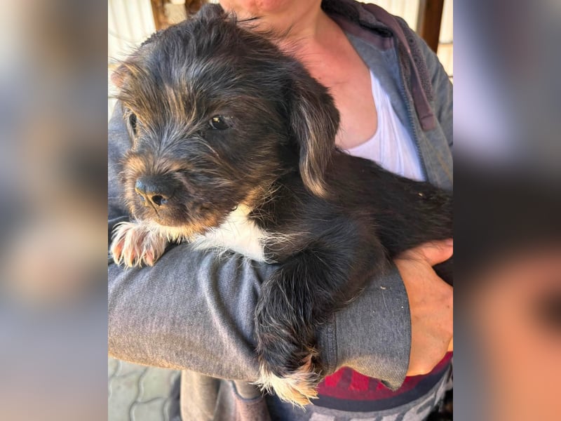Moricz, verspielter Französisch Bulldoggen Mix Welpenjunge geb. 05/2026