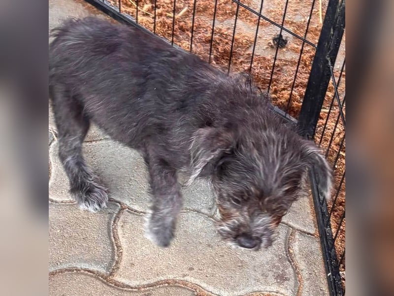 Mici, zuckersüßes Französich Bolldoggen Mix Welpenmädchen