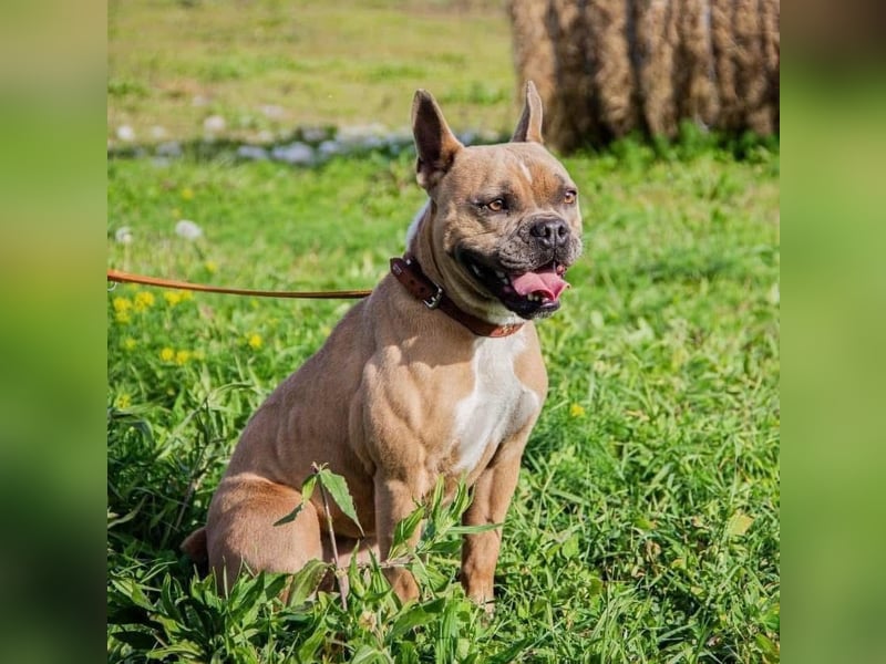 Gina, gut gelaunte French Bulldoggen MIx Hündin geb, 03/2022
