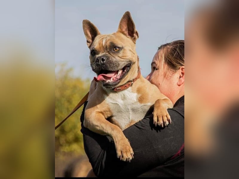 Gina, gut gelaunte French Bulldoggen MIx Hündin geb, 03/2022