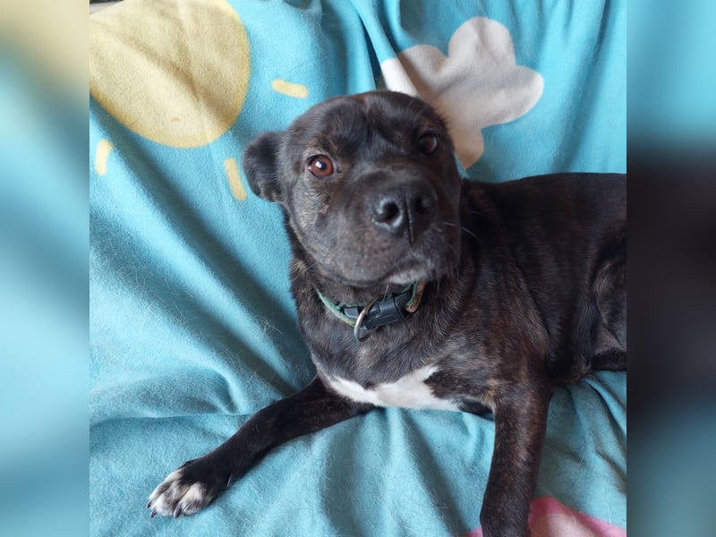 Donát liebenwerter und verschmuster  Französicher Bulldoggen Mix