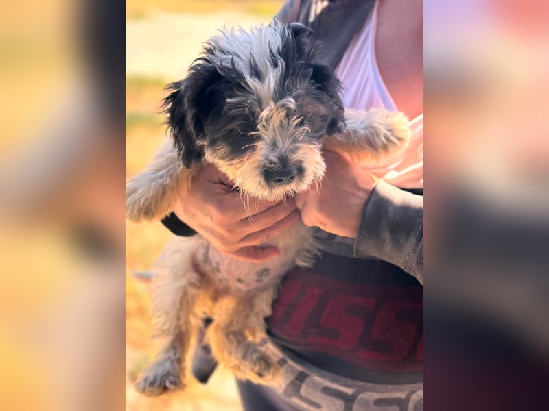 Maggy, verspieltes Französisch Bulldoggen Mix Welpenmädchen geb. 05/2026
