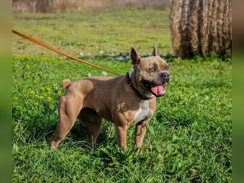 Gina, gut gelaunte French Bulldoggen MIx Hündin geb, 03/2022