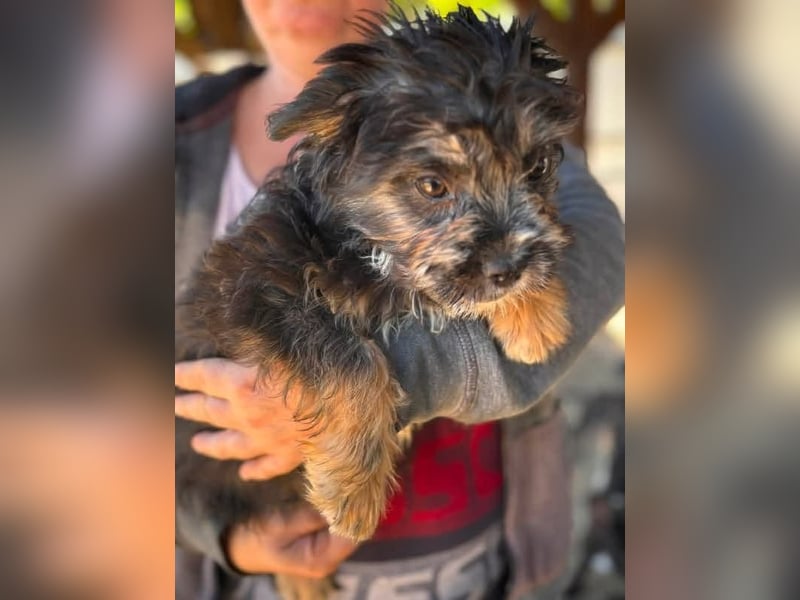 Mona, liebes Französisch Bulldoggen Mix Welpenmädchen geb. 05/2026