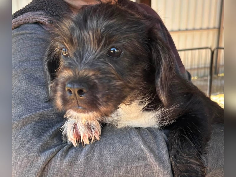 Moricz, verspielter Französisch Bulldoggen Mix Welpenjunge geb. 05/2026