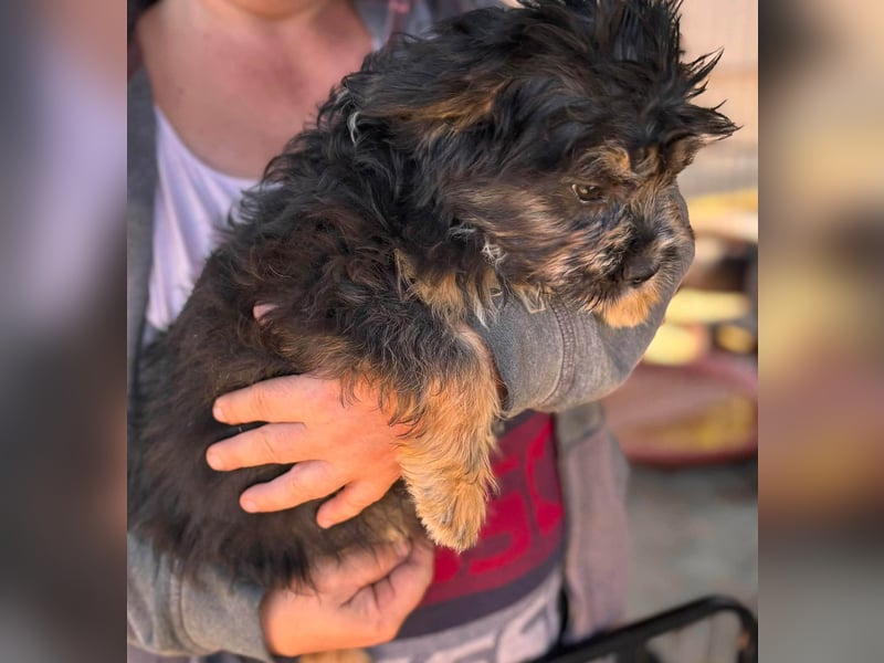Mona, liebes Französisch Bulldoggen Mix Welpenmädchen geb. 05/2026