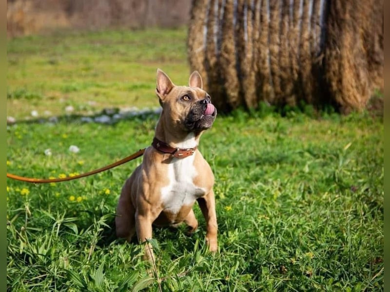 Gina, gut gelaunte French Bulldoggen MIx Hündin geb, 03/2022
