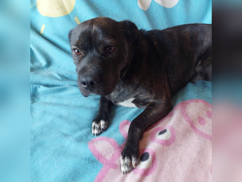 Donát liebenwerter und verschmuster  Französicher Bulldoggen Mix