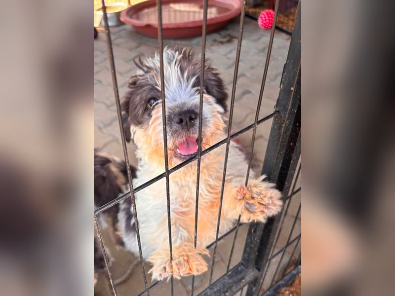 Maggy, verspieltes Französisch Bulldoggen Mix Welpenmädchen geb. 05/2026