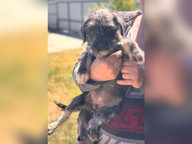Mary, fröhliches Französisch Bulldoggen Mix Mädchen geb. 05/2026