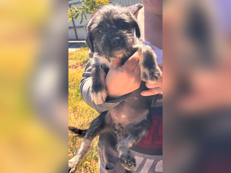 Mary, fröhliches Französisch Bulldoggen Mix Mädchen geb. 05/2026