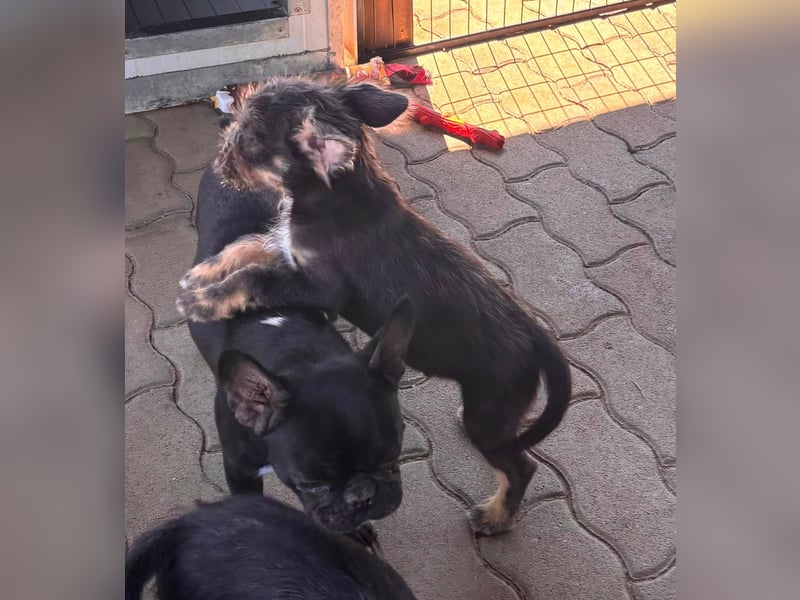 Moricz, süßer, kleiner Französisch Bulldoggen Mischlingswelpe geb. 05/2026