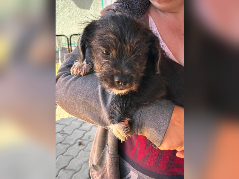 Moricz, verspielter Französisch Bulldoggen Mix Welpenjunge geb. 05/2026